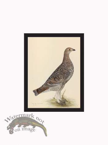 Rudbeck CFA_BF 20 BLACK GROUSE